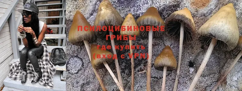 Псилоцибиновые грибы Psilocybine cubensis  блэк спрут вход  Западная Двина 